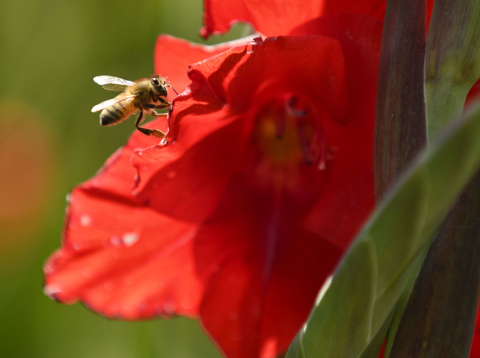 072319 Gladiolas weather 02.jpg